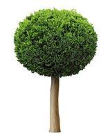 Thuja plant bush or juniper sphere shape tree vector
