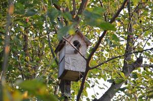 Birdhouse on a tree in the sun photo