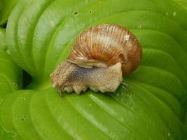 Snail crawling the green grass in garden photo