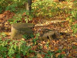 Landscaping garden in park art photo