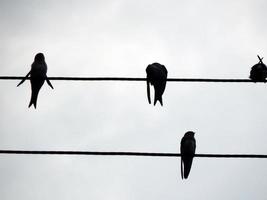 Los pájaros se sientan en los cables eléctricos de la escuela. foto