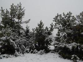 texturas de nieve invernal, árboles y plantas heladas. foto