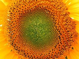 Field of sunflowers texture photo