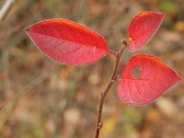 Wild berries in the autumn grow in the forest photo