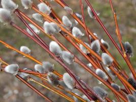 Pussy willow branches with background on the branches of trees in spring blossom photo