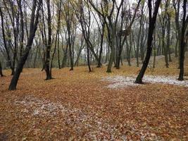 Park late autumn leaves and animals photo