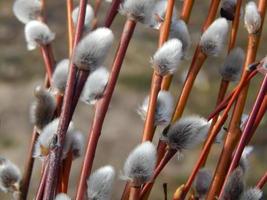 Pussy willow branches with background on the branches of trees in spring blossom photo