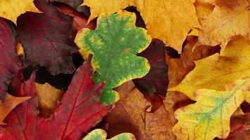 bellissimo sfondo di foglie autunnali cadute.