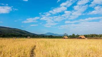 nuvem de lapso de tempo movendo-se sobre os campos de arroz amarelo. video