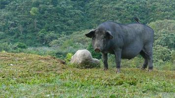 cochon en quête de nourriture naturelle. video