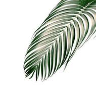 Hoja de palma verde aislada sobre fondo blanco con trazado de recorte foto