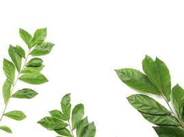 Branch with green fresh foliage leaves isolated on white background photo