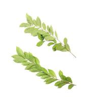 Branch with green fresh foliage leaves isolated on white background photo