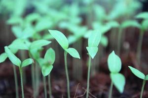 Primer plano selectivo de plántula verde.Ensalada verde huerta que crece a partir de semillas. foto