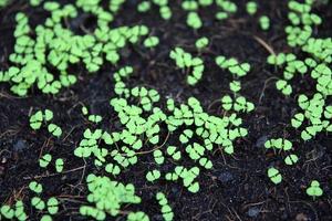 selective Close-up of young green seedling.Green salad vegetable garden growing from seed photo