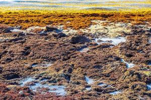 Muy repugnante sargazo de algas rojas playa Playa del Carmen, México foto
