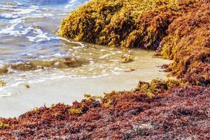 Muy repugnante sargazo de algas rojas playa Playa del Carmen, México foto