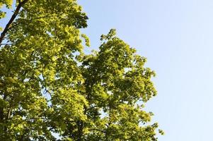 Summer green forest in sunlight photo