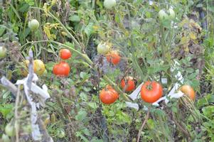 Ripe tomatoes ripened in the garden photo