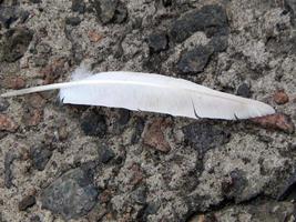 Feather bird lies on the waterfront plate photo