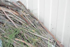 Collecting firewood for lighting the stove from the forest photo