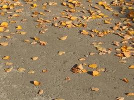 Texture of the autumn foliage of trees photo