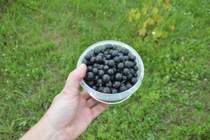 Still life of harvested berries and vegetables in the garden photo