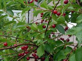 cosecha de verano de frutas y bayas en el jardín del jardín foto