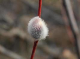 Pussy willow branches with background on the branches of trees in spring blossom photo