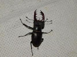 Large beetle stag beetle insects photo