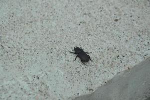 Black beetle on the background photo