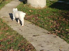 Alabai puppy dog in the yard photo