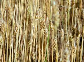 Wheat field texture of hay photo