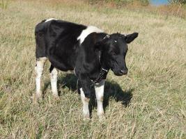 A bull grazing on a field in the grass photo