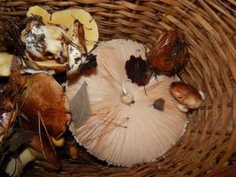 Collect mushrooms in the country in the woods photo