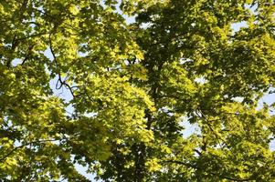 Summer green forest in sunlight photo