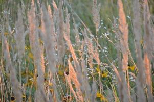 Field grass grows in the summer in the village photo