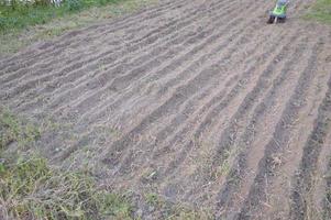 Arable land for planting siderates in the garden photo