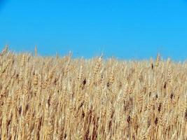 Wheat field texture of hay photo