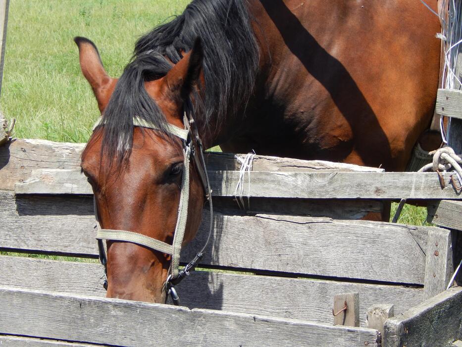 Cutting Horse Stock Photos, Images and Backgrounds for Free Download