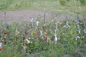 Ripe tomatoes ripened in the garden photo