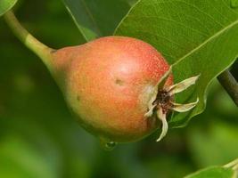 frutas en el jardín y el jardín foto