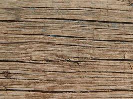 Wood texture timber tree felling