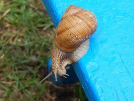 Snail crawling the green grass in garden photo