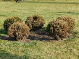 Landscaping garden in park art photo