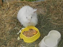 Nursery where rabbits are raised for a farm photo