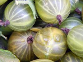 Berry gooseberries, harvesting agrus photo