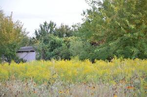 Field grass grows in the summer in the village photo