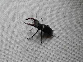 Large beetle stag beetle insects photo