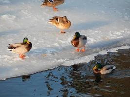 los patos se sientan en el hielo y nadan en el río. foto